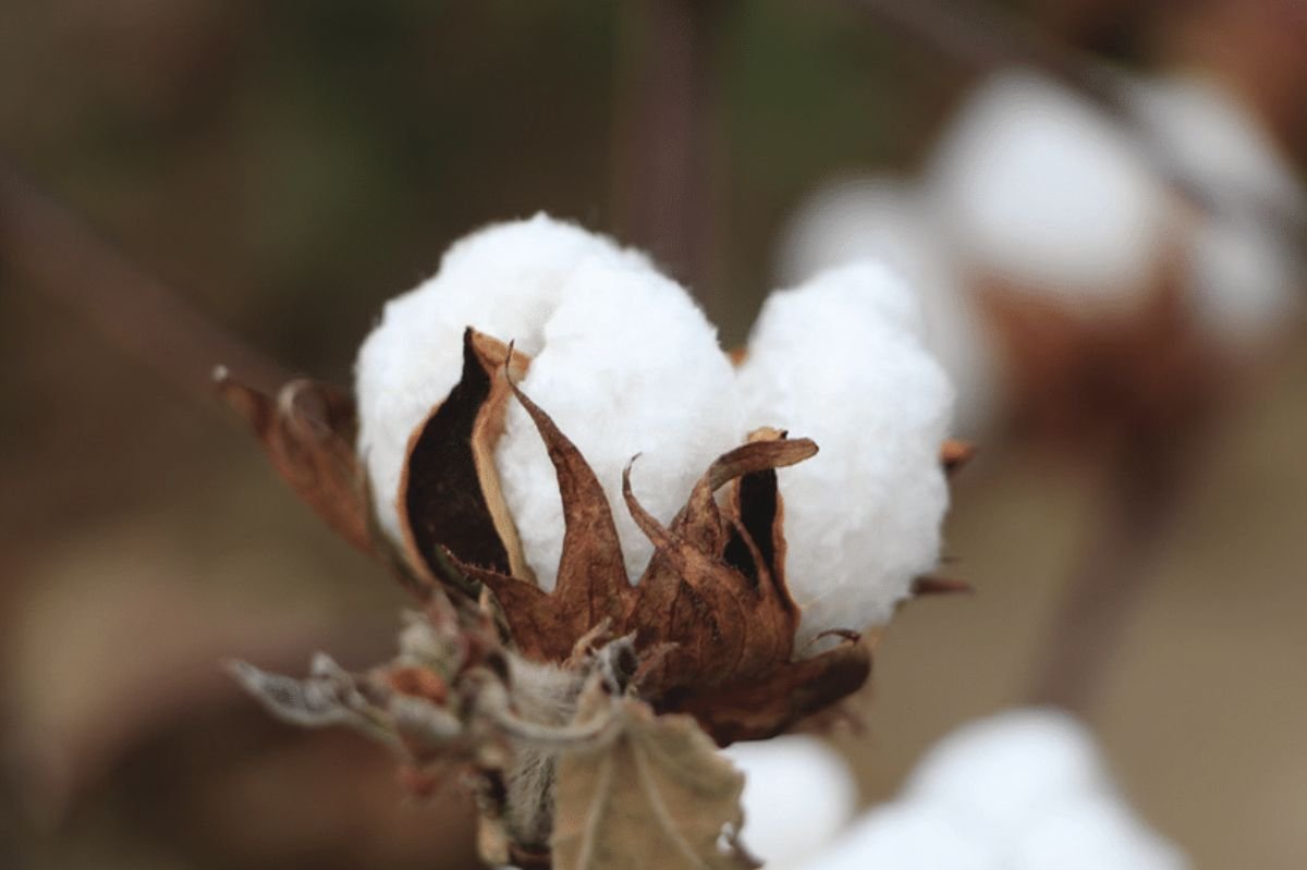 Cotton, Amor Doce Wiki